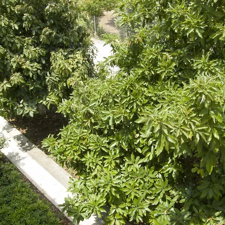 Sokrates 4* Афанту